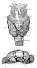 thumbs/45.jpg