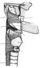 thumbs/61.jpg