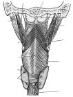 thumbs/61a.jpg