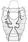 thumbs/85.jpg
