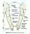 thumbs/surfaceanatomyupperlimb.jpg