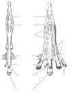 thumbs/35.jpg