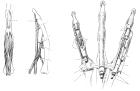thumbs/50.jpg