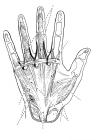 thumbs/51.jpg
