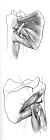 thumbs/84.jpg