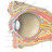 f39 5 u.jpg